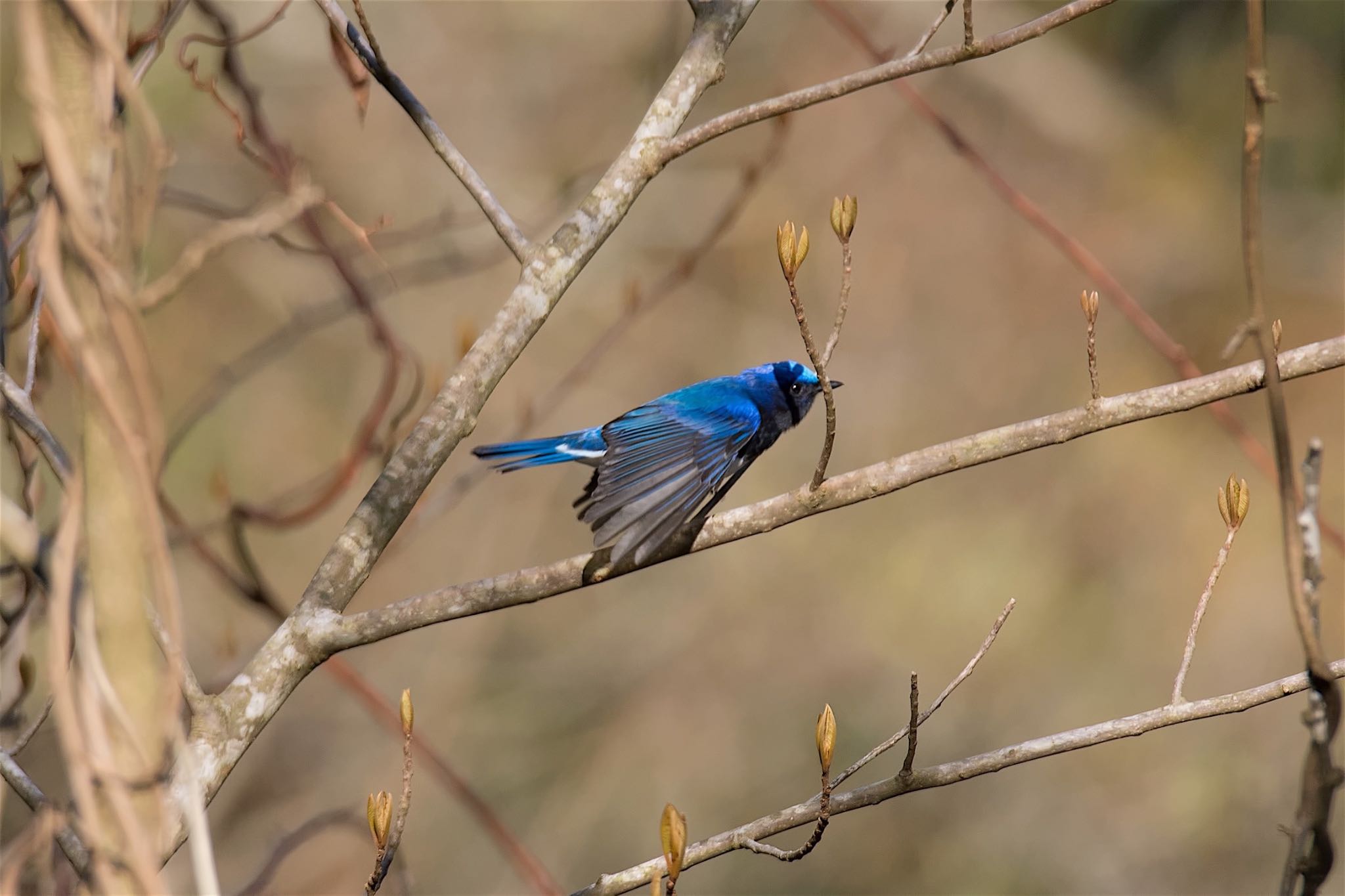 Blue-and-white Flycatcher