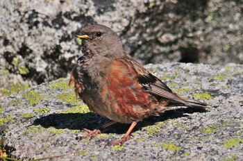 Alpine Accentor 木曽駒ヶ岳 Sat, 8/28/2021