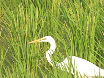 2021年8月23日(月) 境川遊水地公園の野鳥観察記録