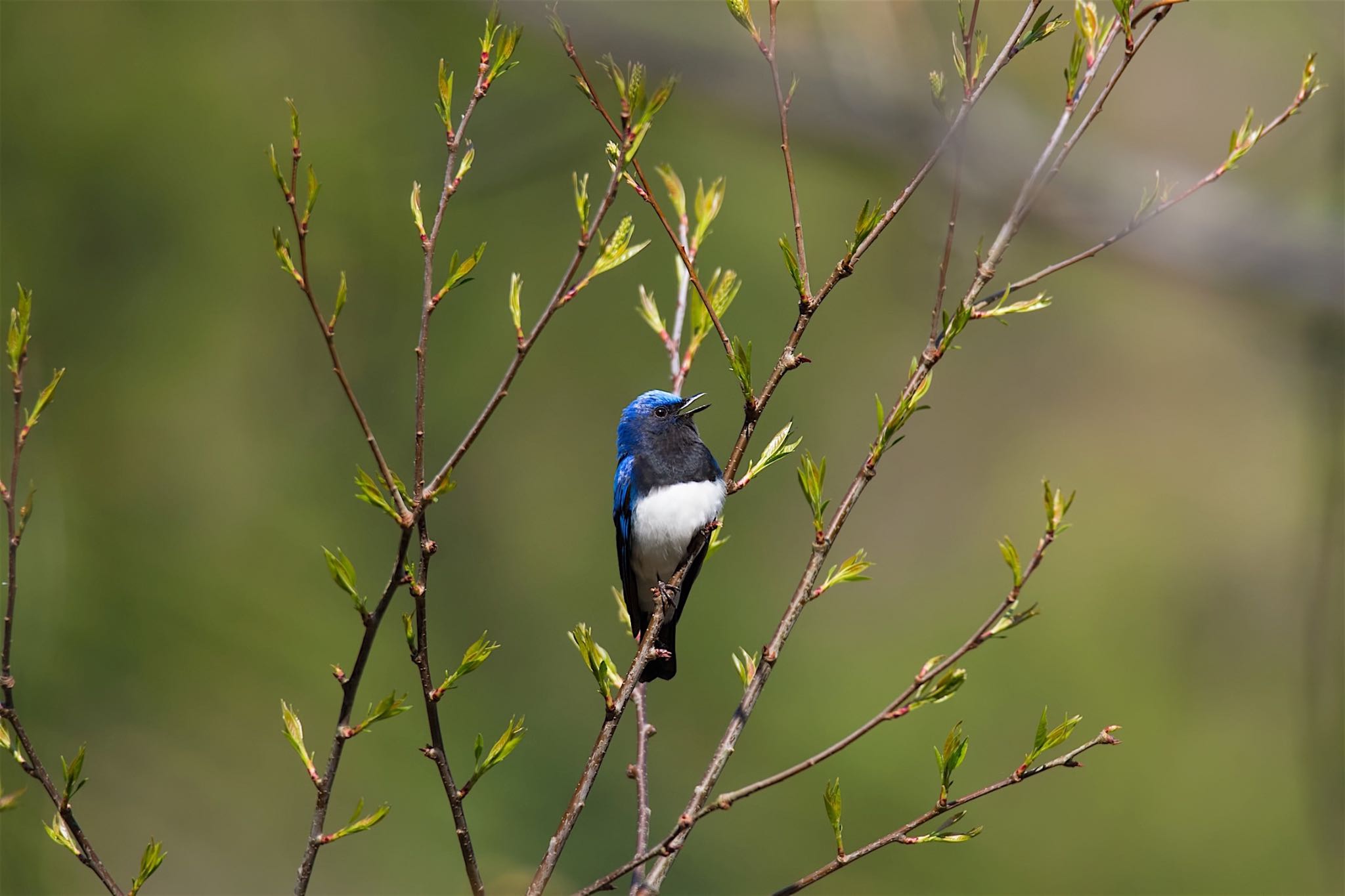 Blue-and-white Flycatcher