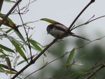 2021年9月4日(土) 王滝渓谷の野鳥観察記録