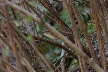 Asian Stubtail Hayatogawa Forest Road Fri, 4/14/2017