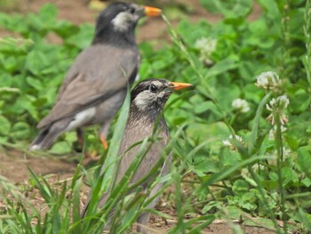 White-cheeked Starling 下永谷市民の森 Tue, 6/15/2021