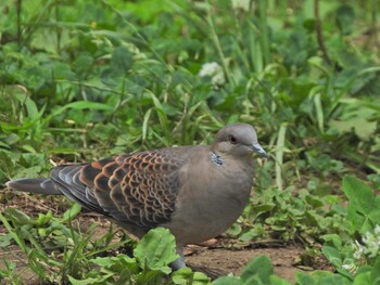 Oriental Turtle Dove 下永谷市民の森 Tue, 6/15/2021