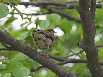 2021年6月16日(水) 下永谷市民の森の野鳥観察記録