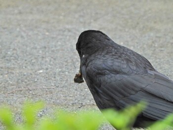 Carrion Crow 下永谷市民の森 Wed, 6/16/2021