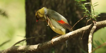 ソウシチョウ 東京都 2017年4月14日(金)