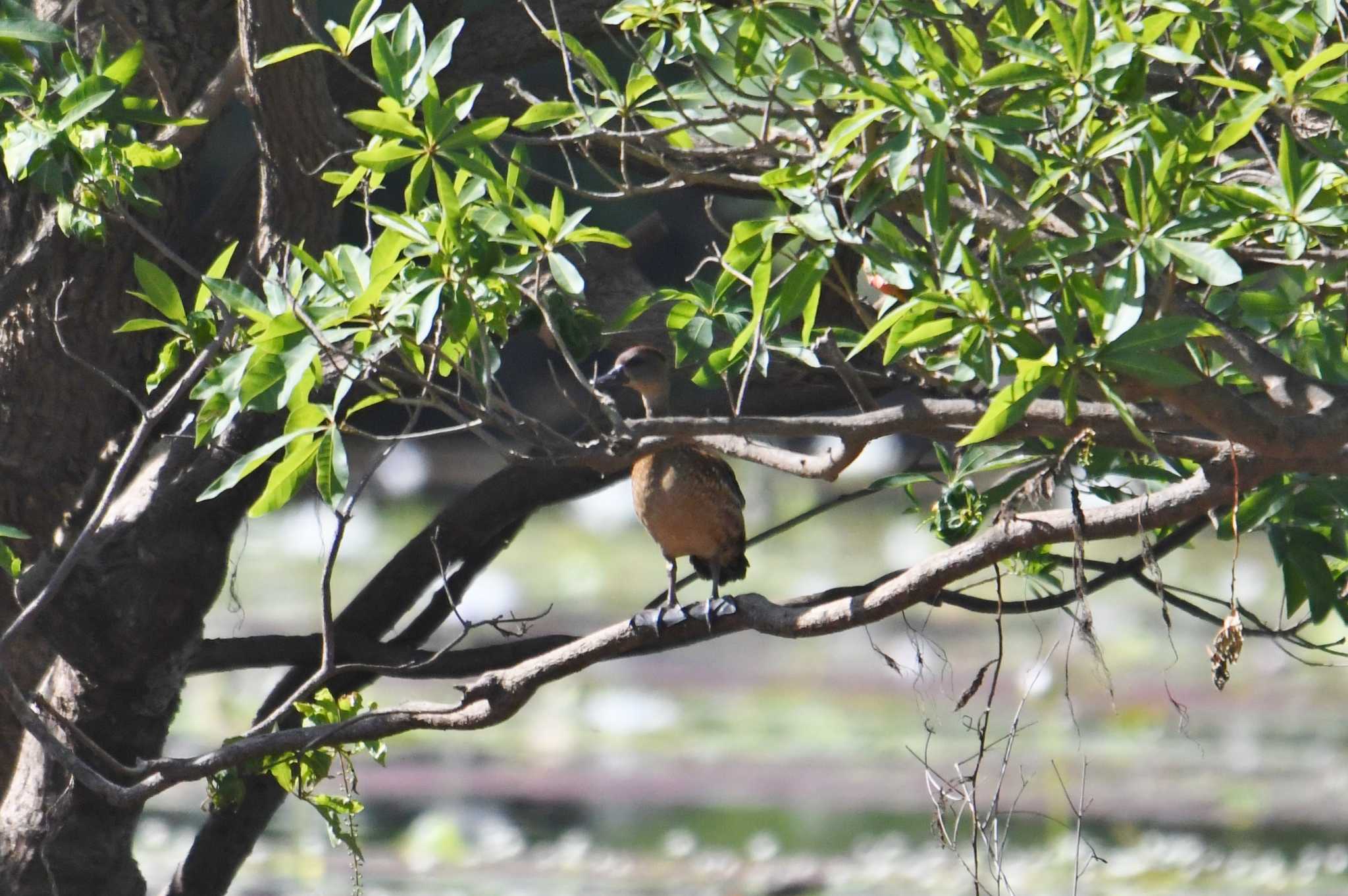 Spotted Whistling Duck