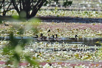 Spotted Whistling Duck Lake Field National Park Sun, 10/20/2019