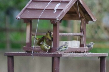 2021年9月4日(土) 福井緑地(札幌市西区)の野鳥観察記録