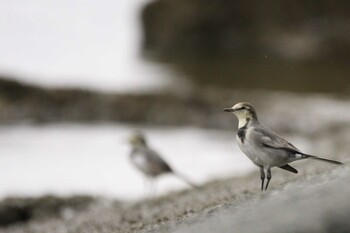 White Wagtail 甲子園浜(兵庫県西宮市) Sat, 9/4/2021