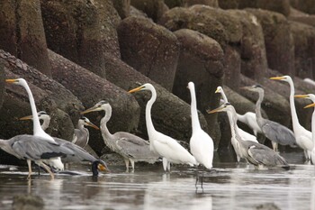 Great Egret 甲子園浜(兵庫県西宮市) Sat, 9/4/2021