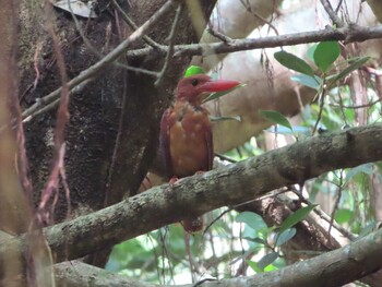 Ruddy Kingfisher(bangsi) Miyako Island Sat, 9/4/2021