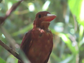 Ruddy Kingfisher(bangsi) Miyako Island Sat, 9/4/2021