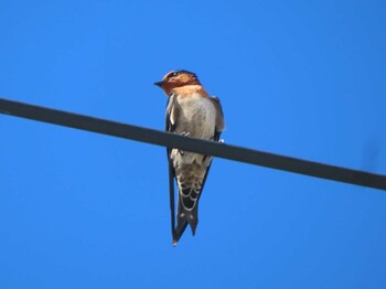 Pacific Swallow Miyako Island Sat, 9/4/2021