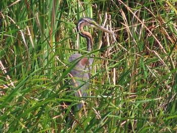 Purple Heron Miyako Island Sat, 9/4/2021