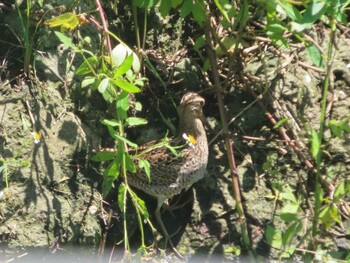 Common Snipe Miyako Island Sat, 9/4/2021