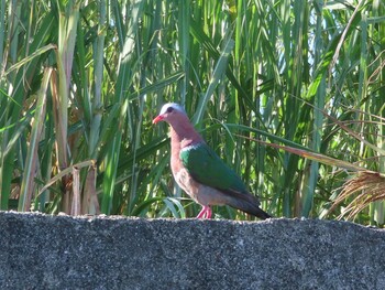 Common Emerald Dove Miyako Island Sat, 9/4/2021