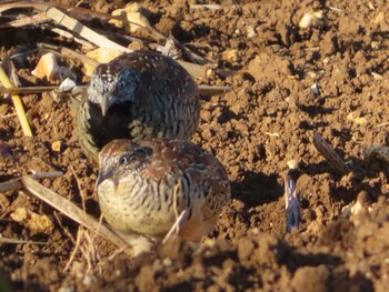 Barred Buttonquail Miyako Island Sat, 9/4/2021