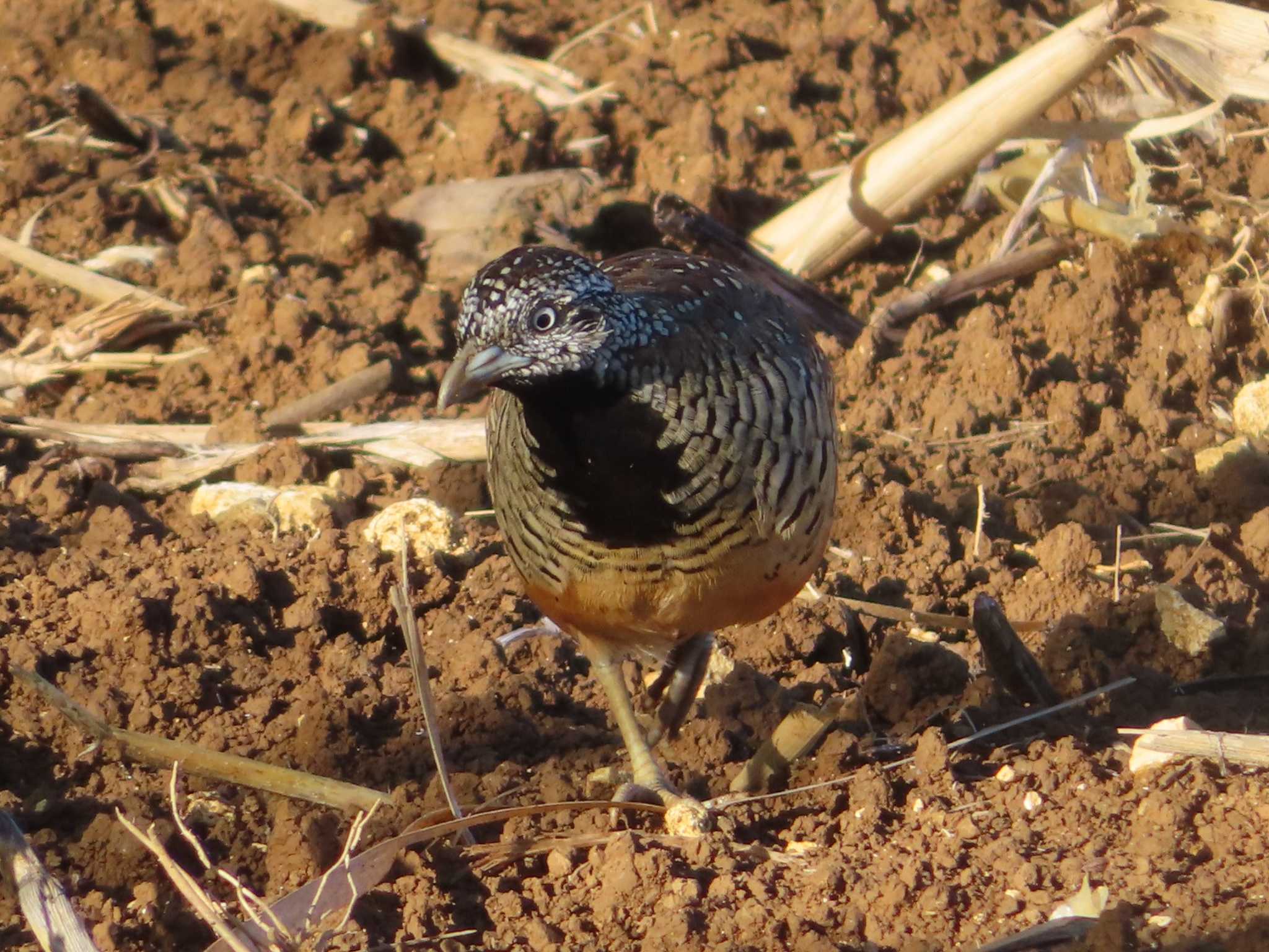 Barred Buttonquail