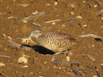 Barred Buttonquail Miyako Island Sat, 9/4/2021