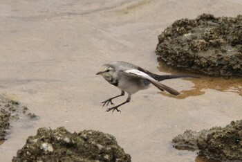 White Wagtail 甲子園浜(兵庫県西宮市) Sat, 9/4/2021