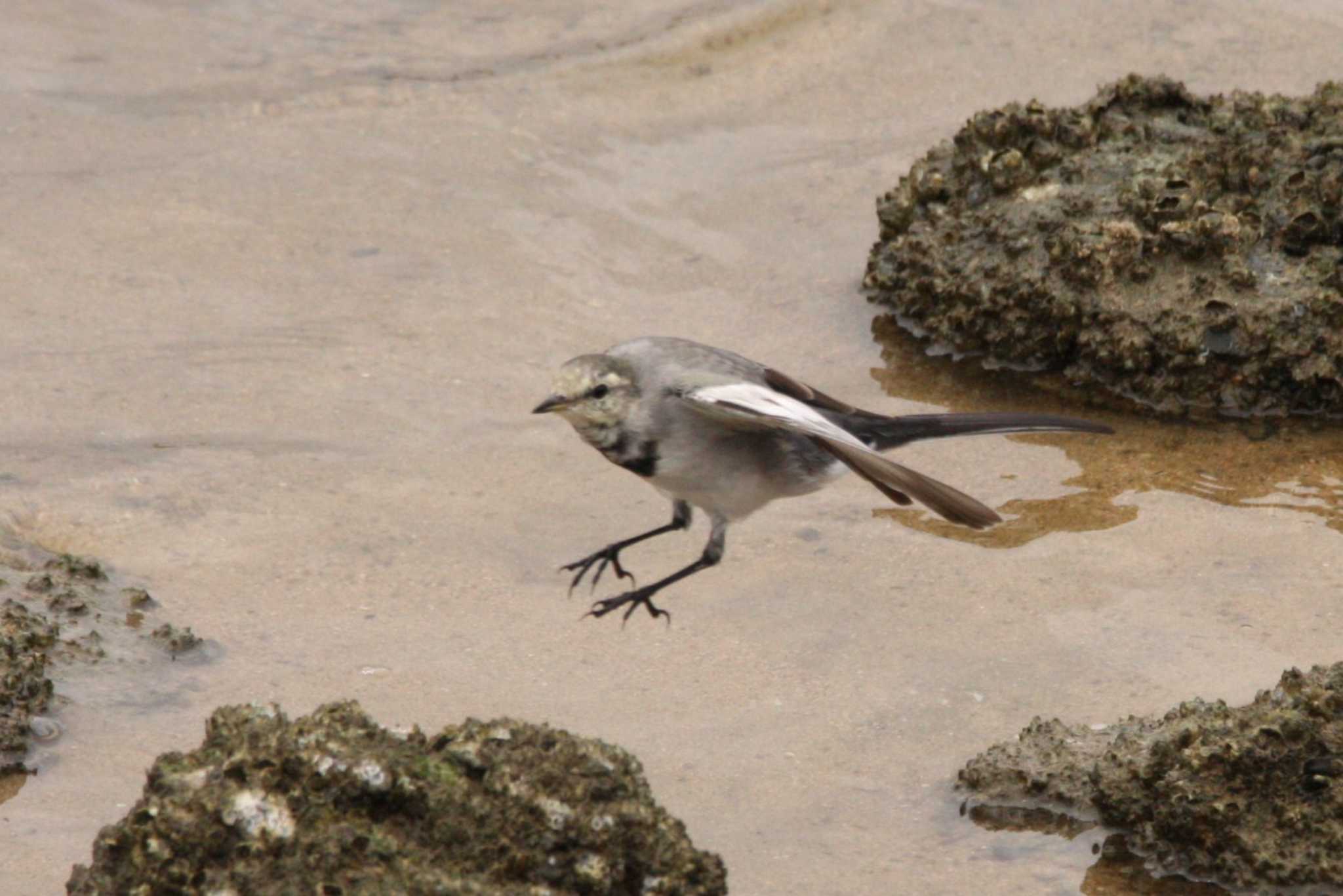 Photo of White Wagtail at 甲子園浜(兵庫県西宮市) by トビトチヌ