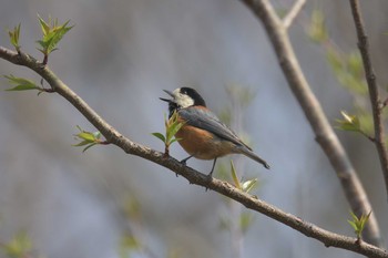 ヤマガラ 滋賀県近江富士花緑公園 2017年4月14日(金)