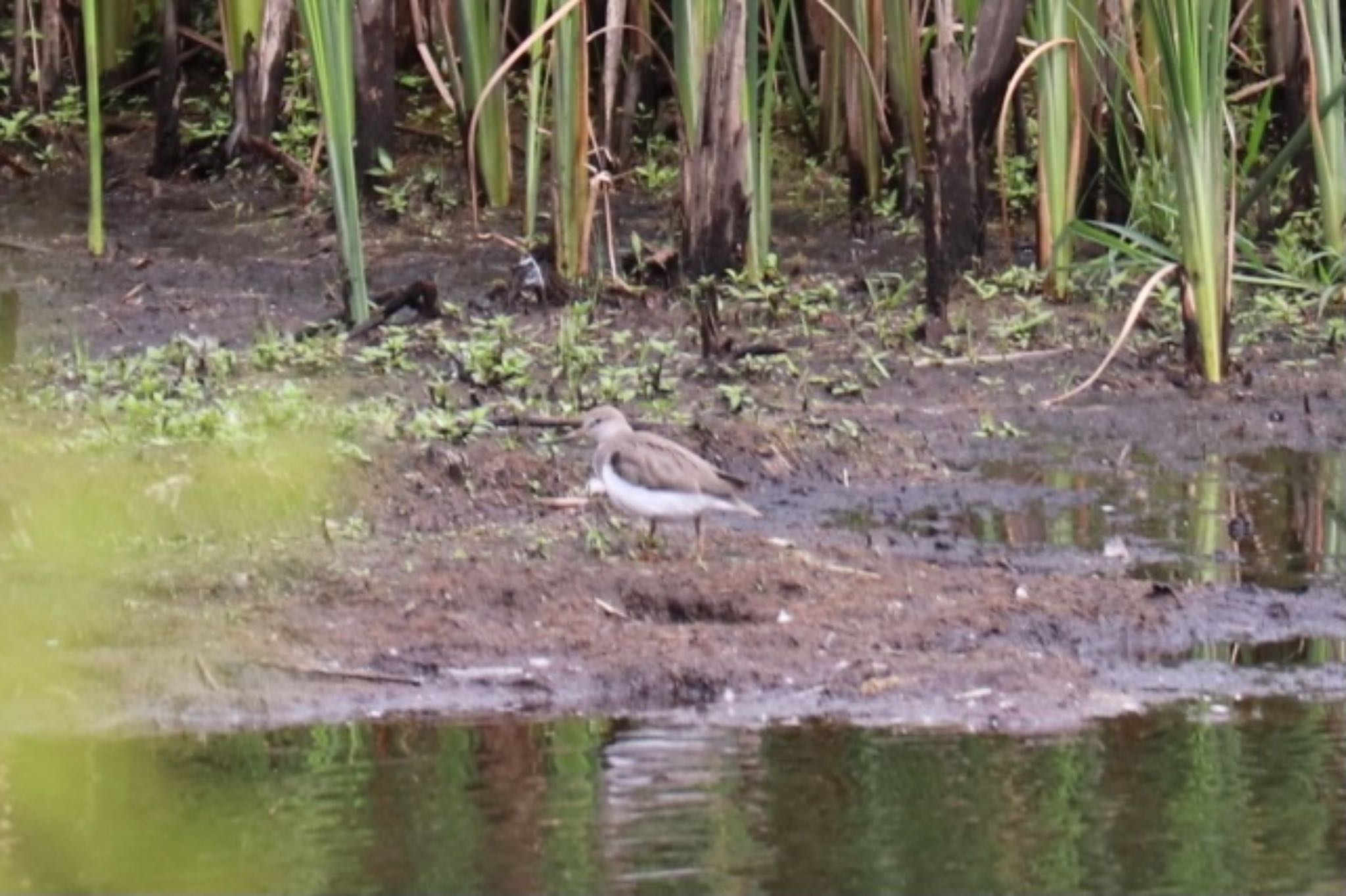 Terek Sandpiper