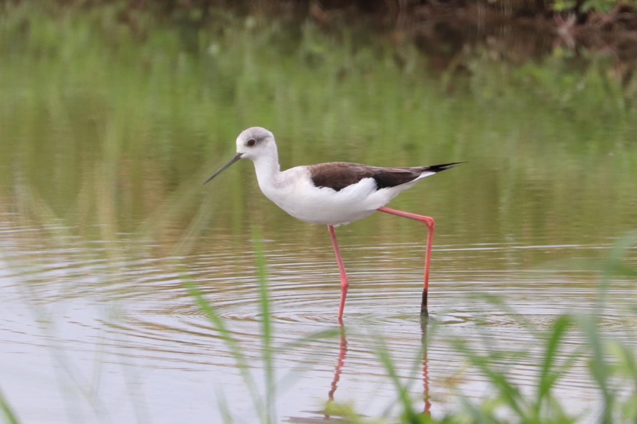 Black-winged Stilt