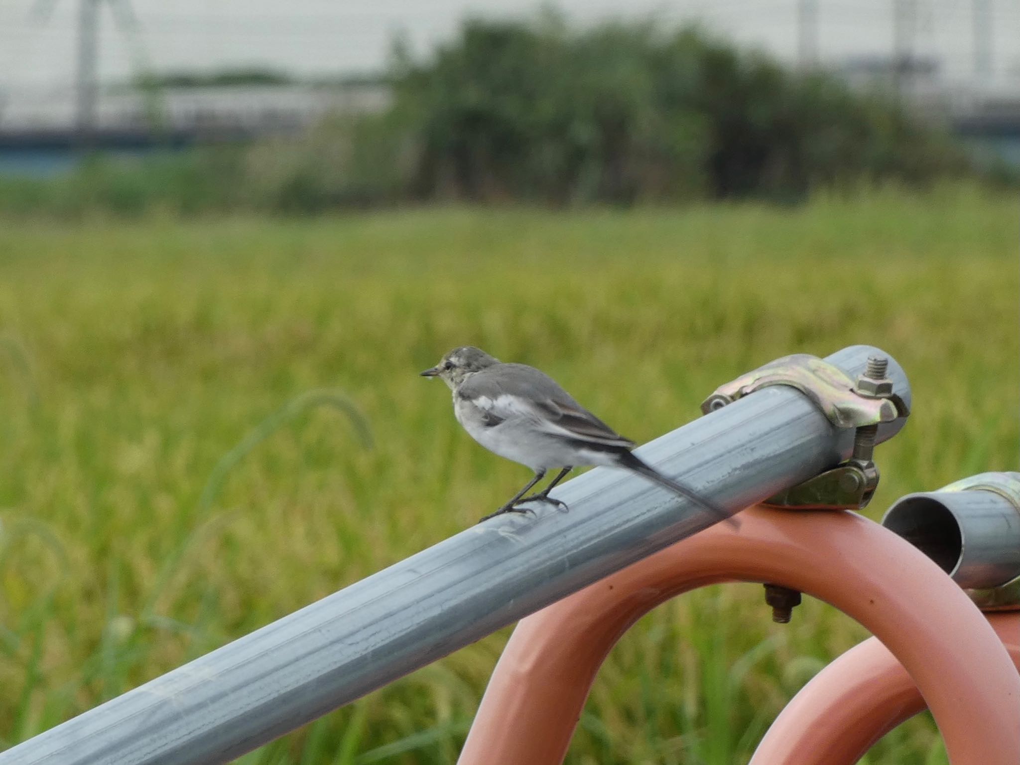 White Wagtail