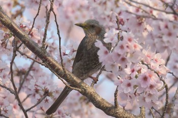 ヒヨドリ 滋賀県近江富士花緑公園 2017年4月14日(金)