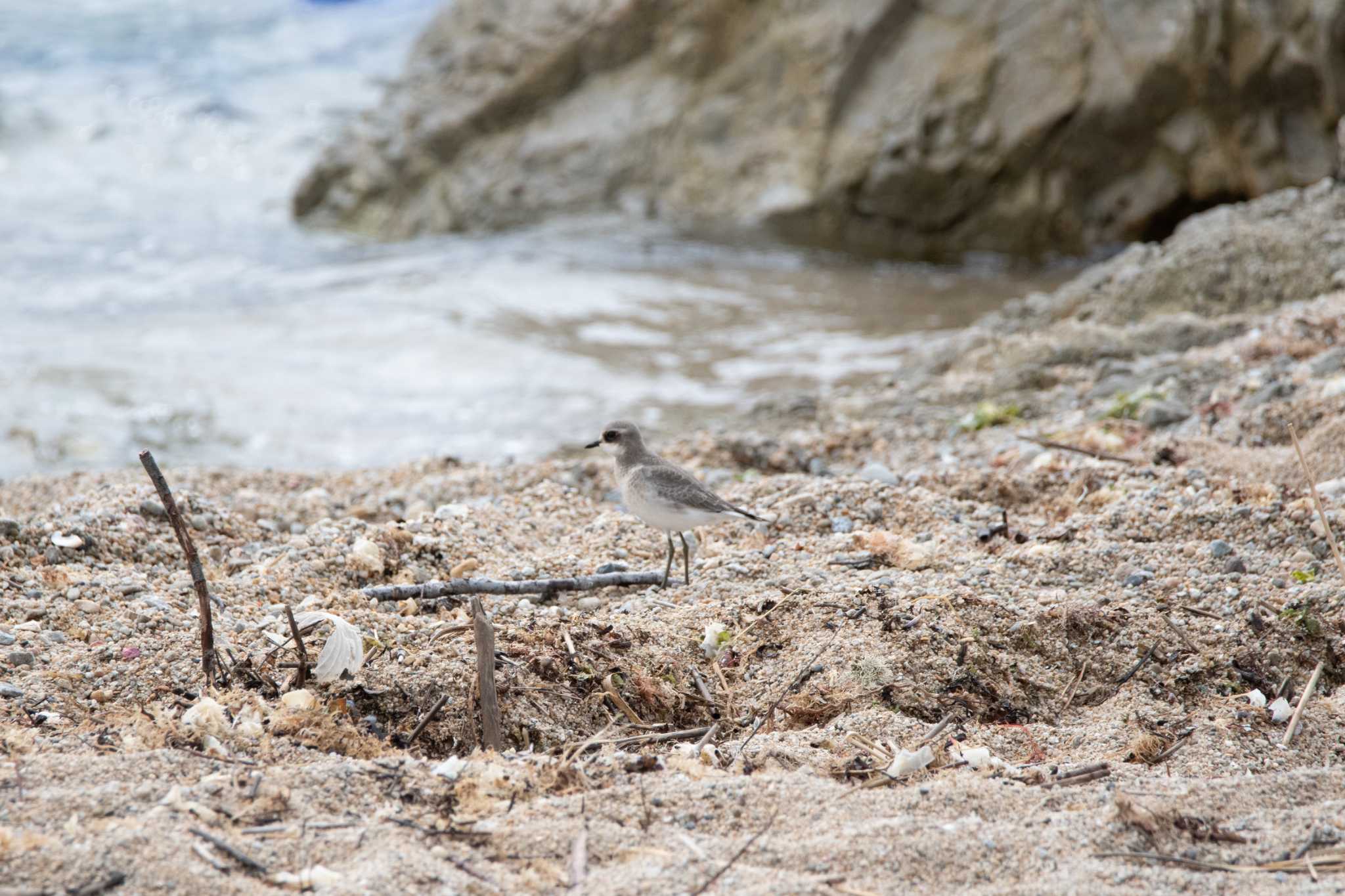 Photo of Siberian Sand Plover at 海府ふれあい広場 by のぶ