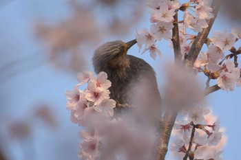 ヒヨドリ 滋賀県湖南市じゅらくの里 2017年4月14日(金)