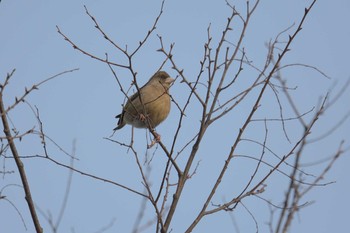 Grey-capped Greenfinch 滋賀県湖南市じゅらくの里 Fri, 4/14/2017