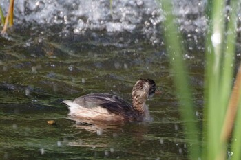 2021年9月5日(日) 五天山公園(札幌市西区)の野鳥観察記録