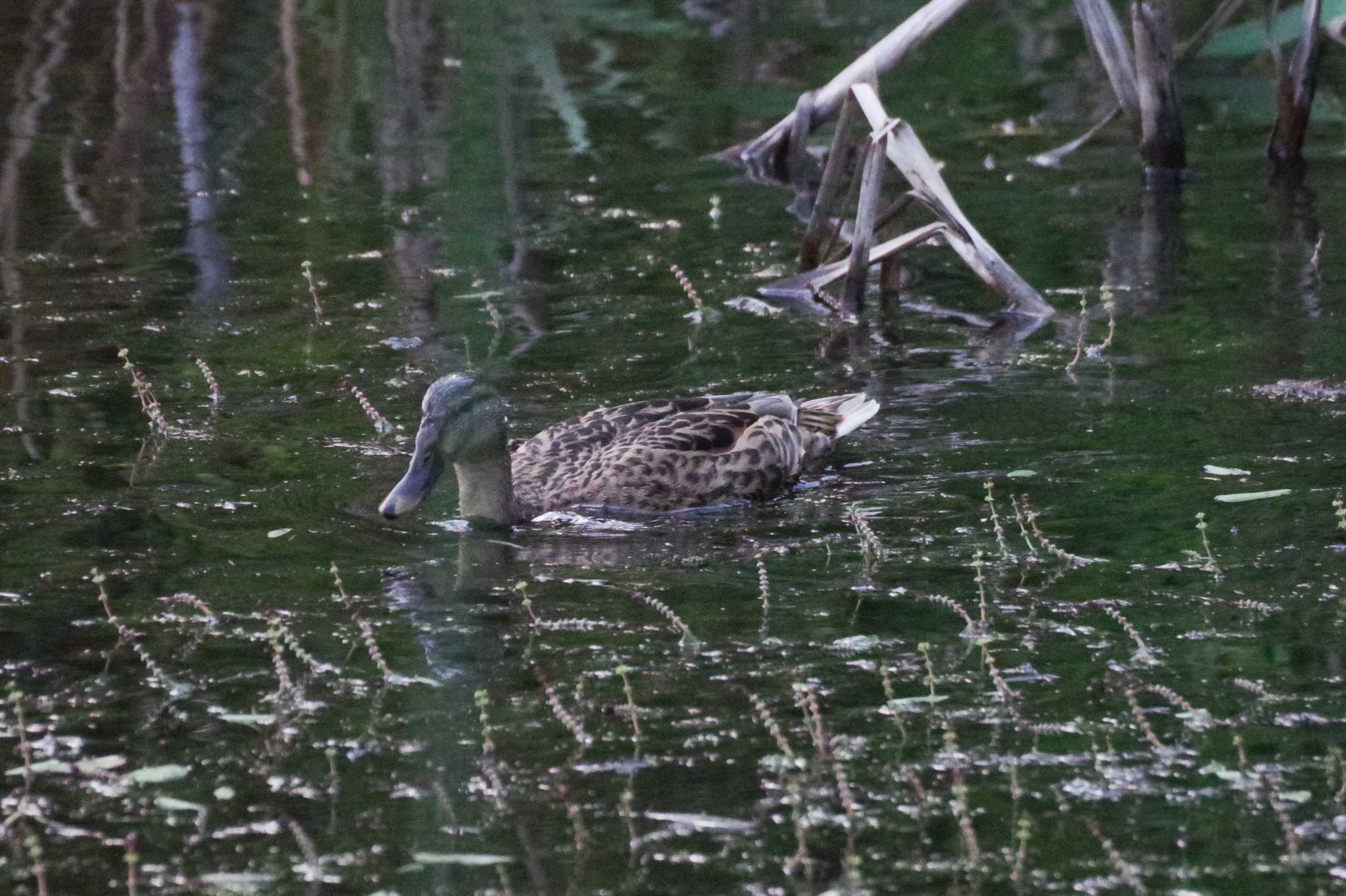 五天山公園(札幌市西区) マガモの写真 by 98_Ark (98ｱｰｸ)