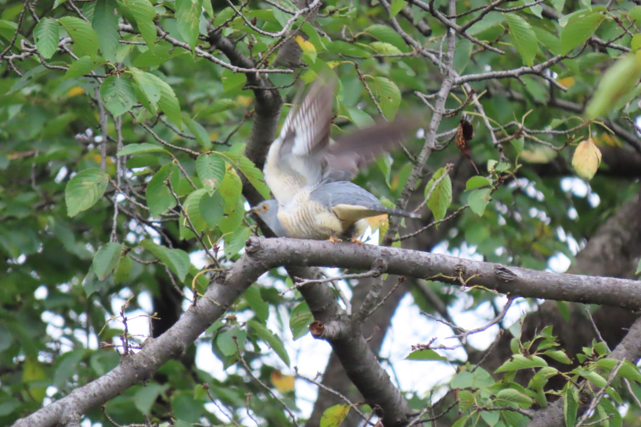 秋ヶ瀬公園付近 ツツドリの写真 by 中学生探鳥家