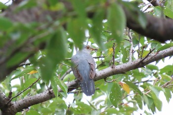 2021年9月5日(日) 秋ヶ瀬公園付近の野鳥観察記録