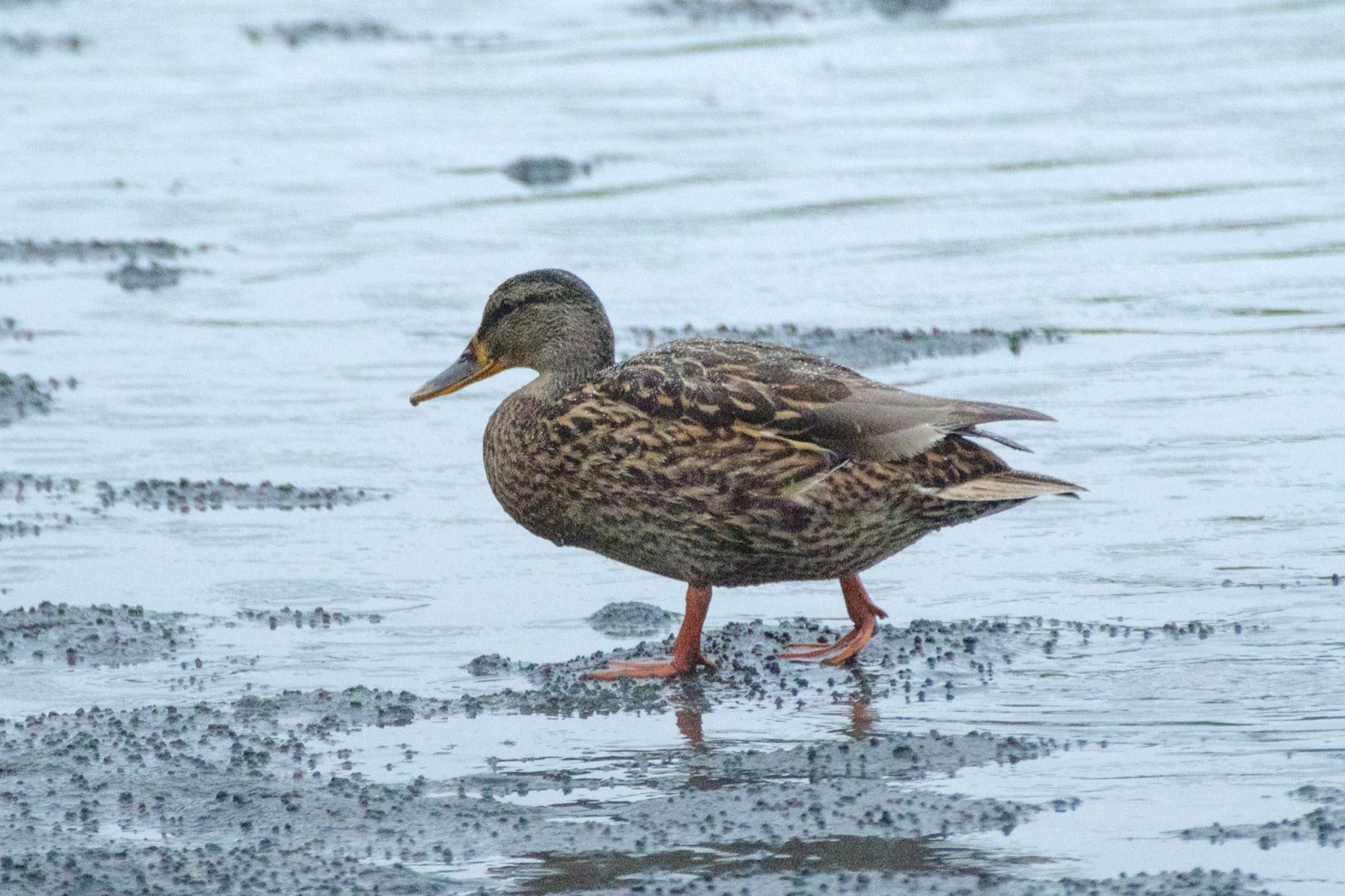 東京港野鳥公園 マガモの写真 by Marco Birds