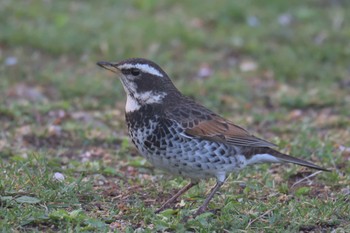 Dusky Thrush 滋賀県湖南市じゅらくの里 Fri, 4/14/2017