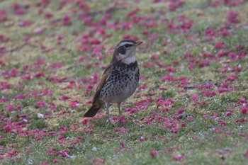 Dusky Thrush 滋賀県湖南市じゅらくの里 Fri, 4/14/2017