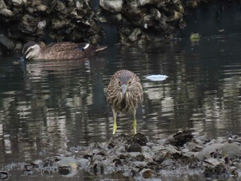 2021年9月5日(日) 谷津干潟の野鳥観察記録