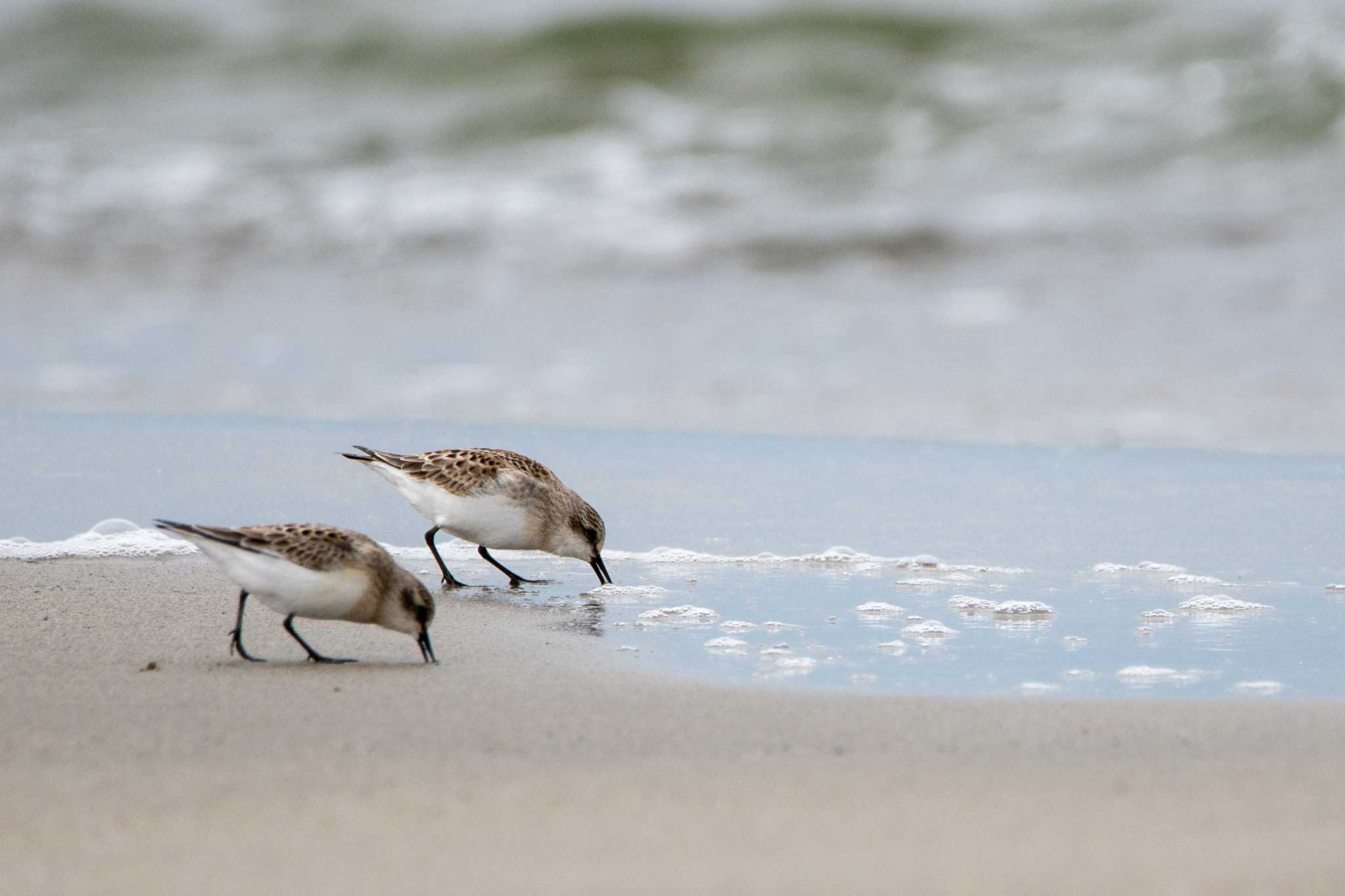 Photo of Red-necked Stint at 紫雲寺記念公園 by のぶ