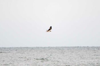 2021年9月4日(土) 紫雲寺記念公園の野鳥観察記録