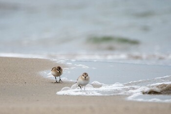 トウネン 紫雲寺記念公園 2021年9月4日(土)