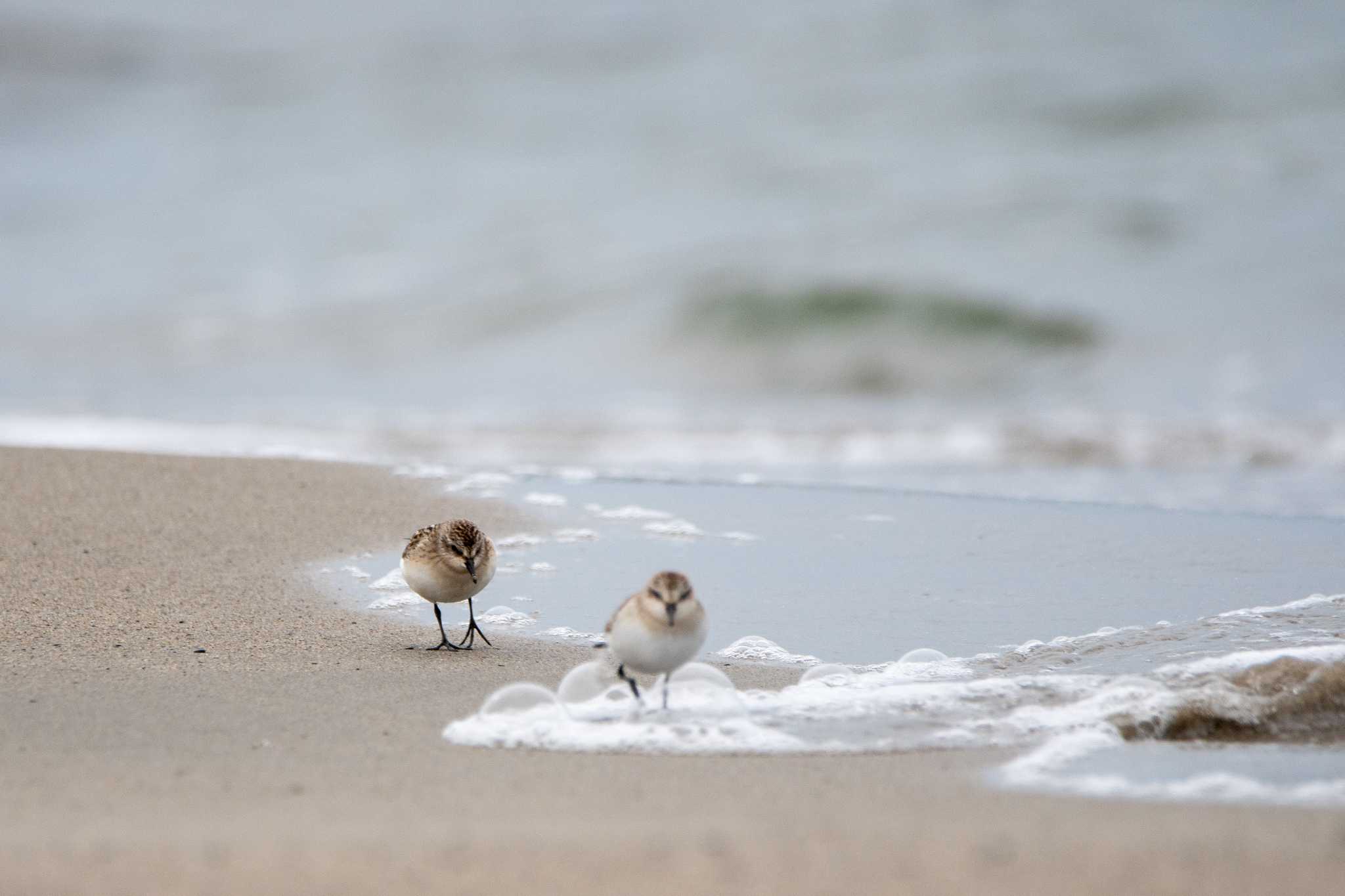 Photo of Red-necked Stint at 紫雲寺記念公園 by のぶ