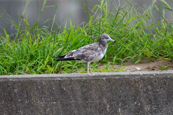 ウミネコ 紫雲寺記念公園 2021年9月4日(土)