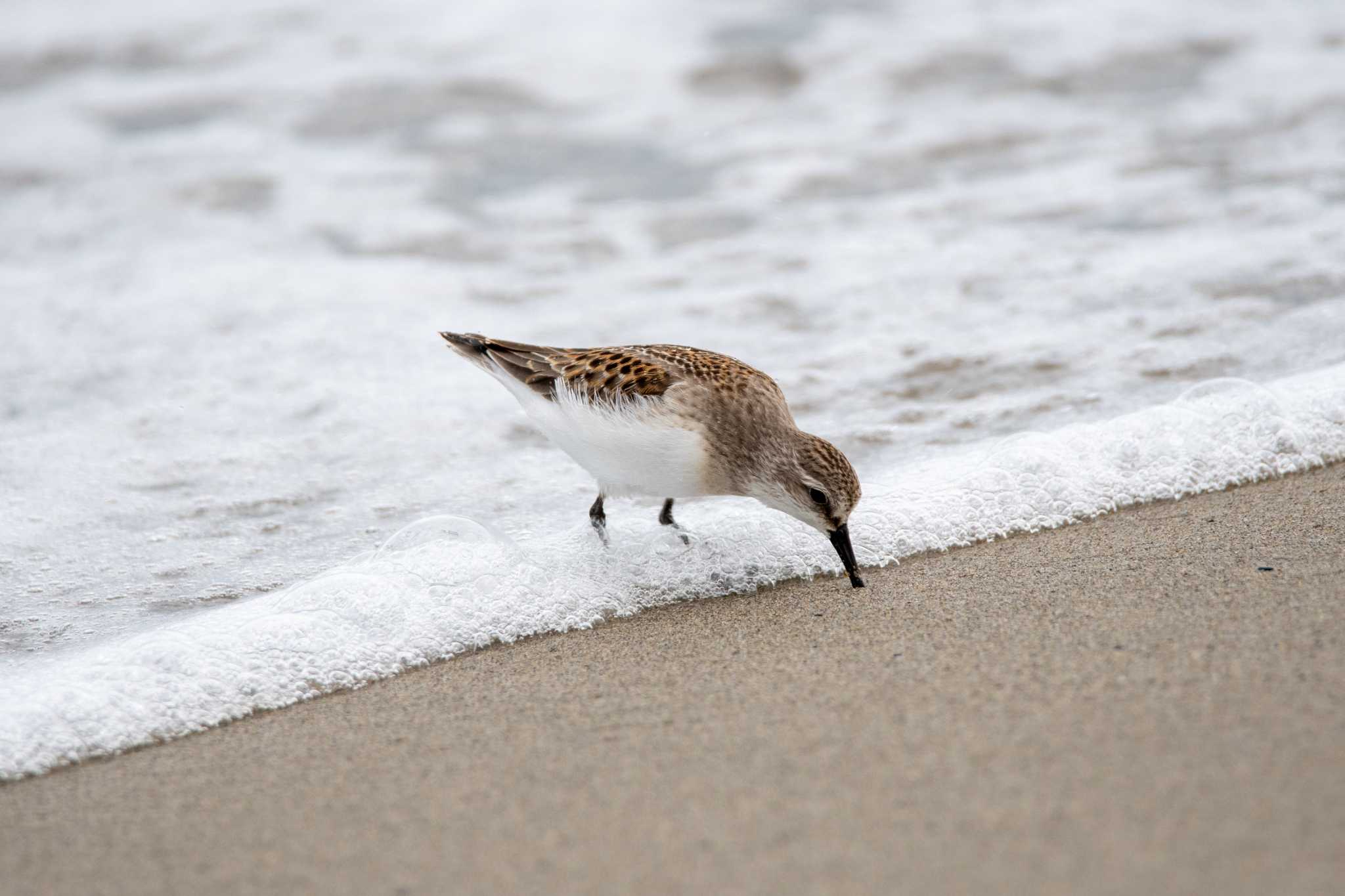 Photo of Red-necked Stint at 紫雲寺記念公園 by のぶ