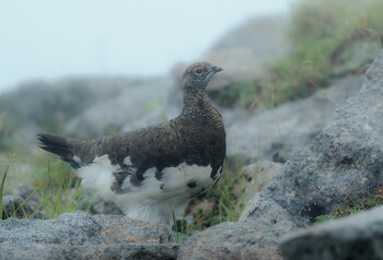 ライチョウ 乗鞍岳 2021年8月12日(木)